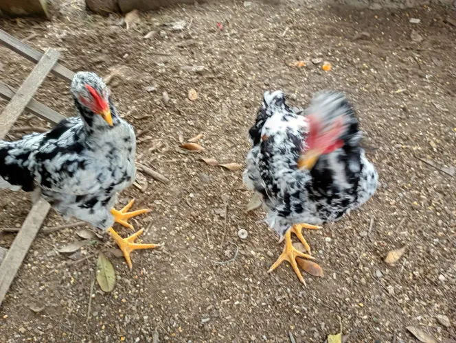 Vendo lindos frangos gsb raça pura , boa linhagem 