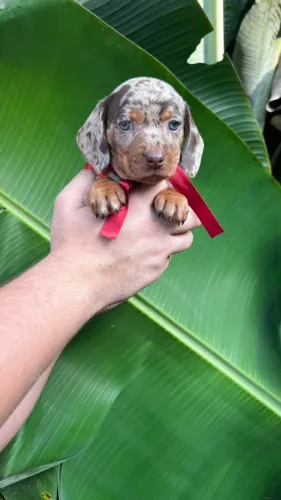 lindos filhotes de basset daschund maravilhoso pronto para novo lar