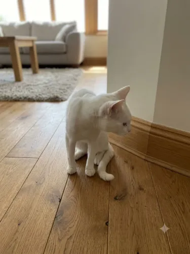 Doação de gatos criados dentro de casa, dóceis e amigos. Não adote, se não tem tempo!!!!