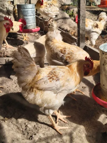 Galos lindos