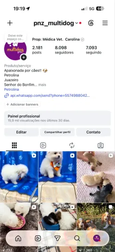 Spitz alemão / lulu da pomerania