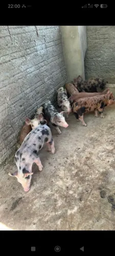 Leitões durok com pietran