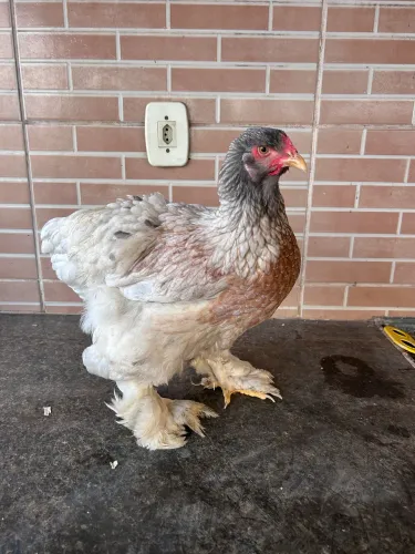 Pintinhos Brahma 