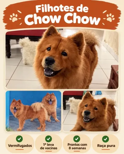 Filhotes de Chow Chow disponíveis 2200