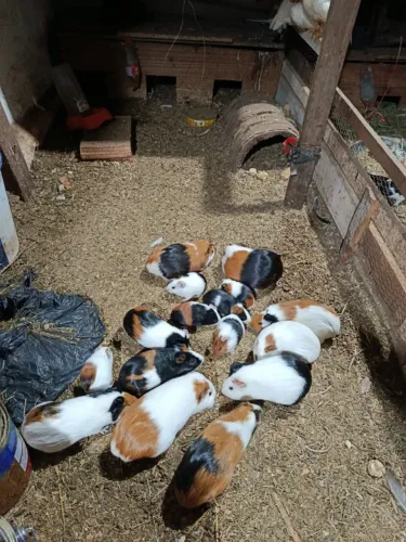 Porquinho da Índia