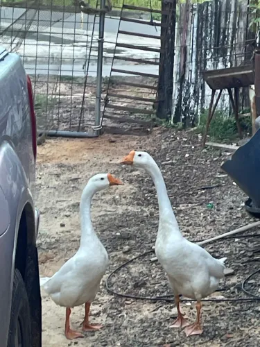 Casal gansos