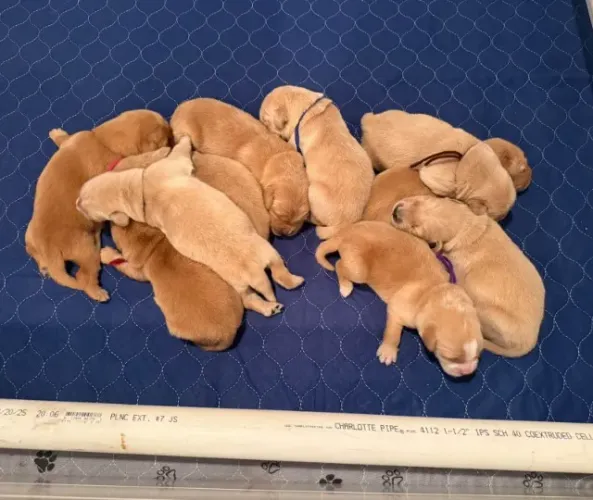 Filhotes de Golden Retriever | Um companheiro que transmite alegria.