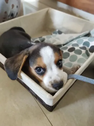Beagle O presente ideal para criar novas histórias