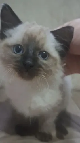 Gatinho siamês 