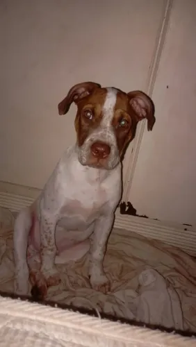 Doa este filhote de Pit Bull de 3 meses para quem tem condiçois de cuidar e dar carinho