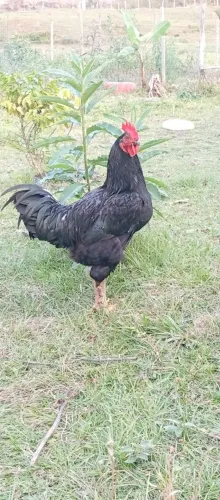 Galo preto