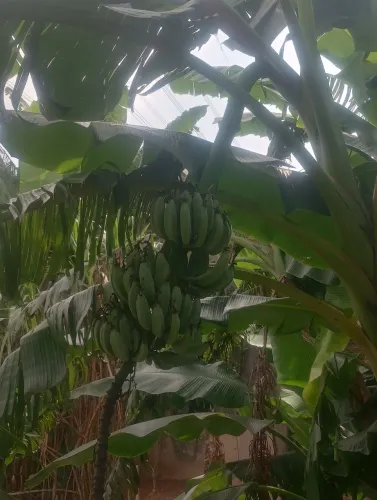 Mudas de bananas 7 variedades 