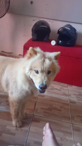 Chow Chow fêmea 