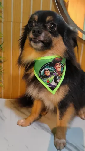Namorada para Chihuahua 