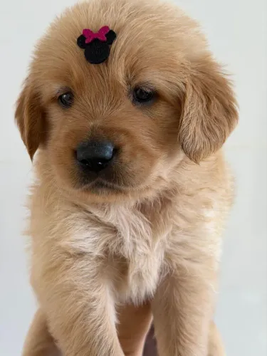 Filhote de Golden (cachorro)