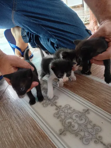 Doação de gatinhos