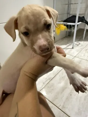 Vendo de filhote de Pit Bull, American Bully com red nose