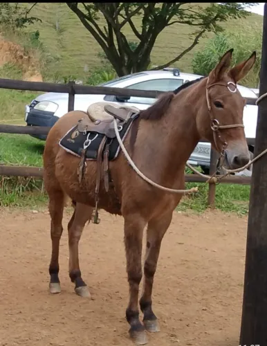 Mula de sela 12 anos