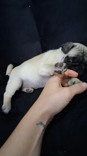 Pug
