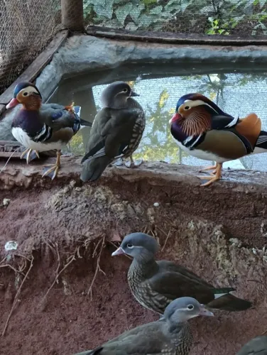 Casal de PATOS MANDARIM lindíssimos