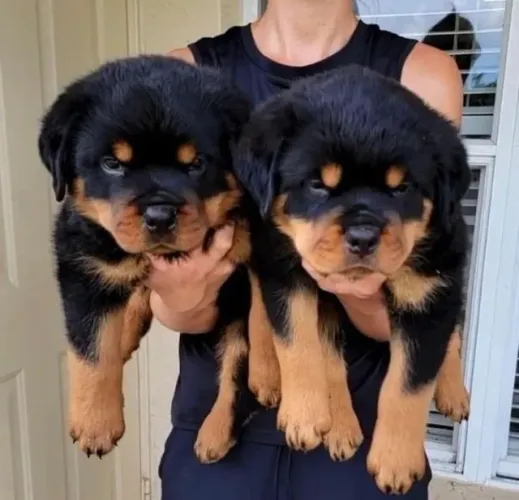 Filhote de cachorro rottweiler de pelagem densa e muito dócil