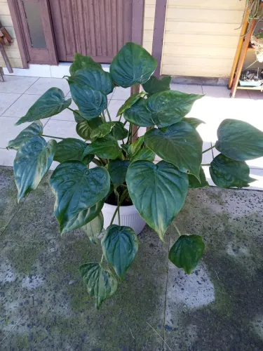 Planta coração de boi