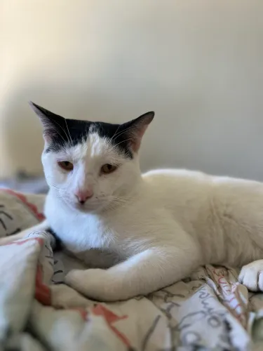 ADOÇÃO RESPONSÁVEL - GATINHO