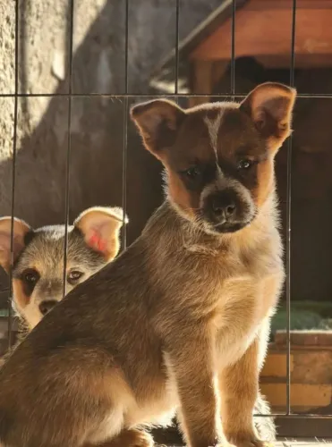 Red Heeler/Boiadeiro Australiano/Australian Cattle Dog