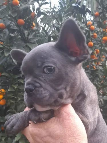 Bulldog francês