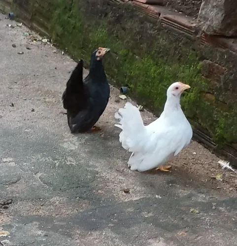 Galinhas Nagasakis 
