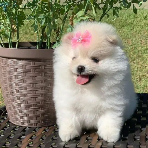 Spitz alemão anão 