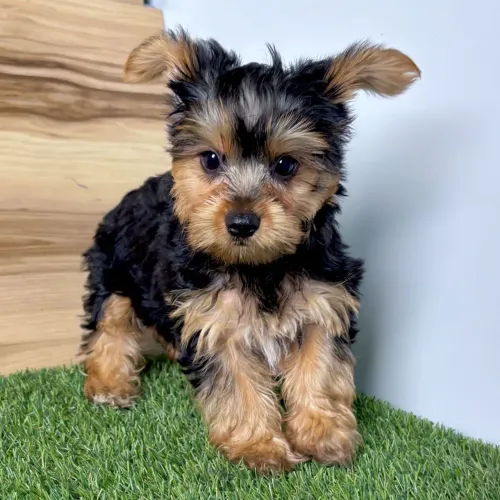 Yorkshire Terrier/ Uma amor pequenininho