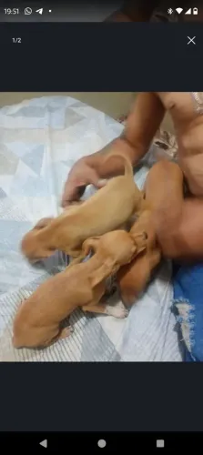 Cachorro pinscher número um