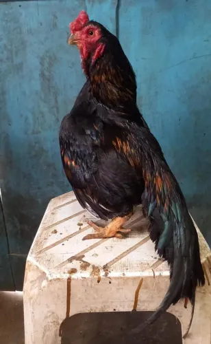 GALO ASSEL RAJAH MURGH