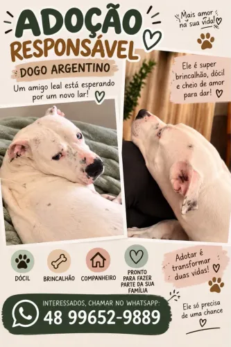 Dogo Argentino para Doação Responsável