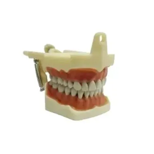 Manequim Dent Art dentistisca