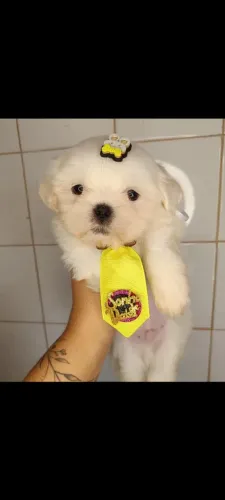 Shitzu macho e fêmea