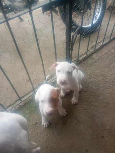 Dois filhotes com três meses