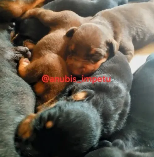 Filhote Doberman