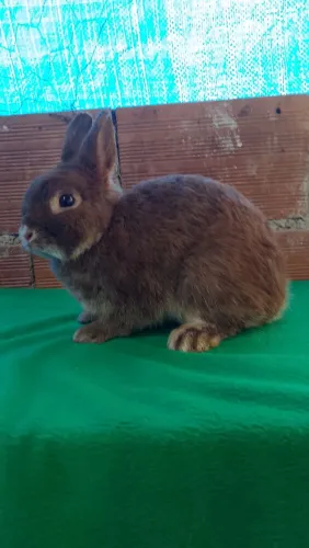 Coelho anão Netherland Dwarf 