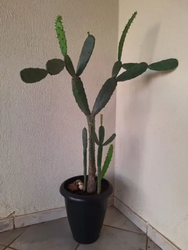 Cacto Opuntia grande