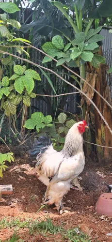 Dúzia de ovos férteis de brahma light
