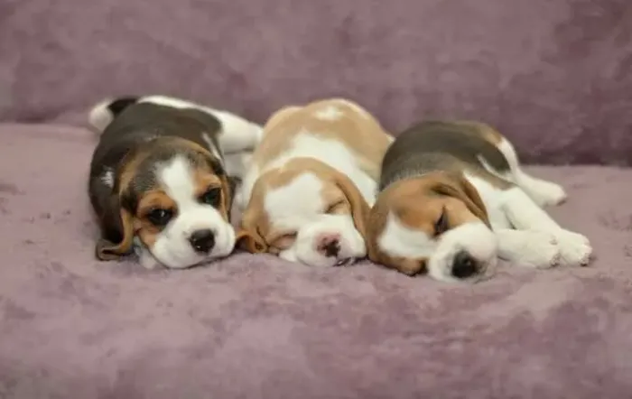 Beagles
