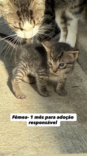 Gato