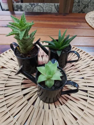 3 Suculentas em Vasos Regador ? Conjunto Decorativo