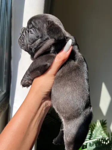 Bulldog Francês