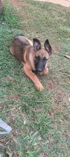 Pastor belga malinois 