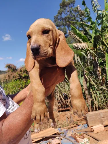 Foxhound filhotes, americano urrador, com opção de Pedigree