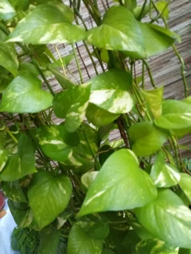 Planta