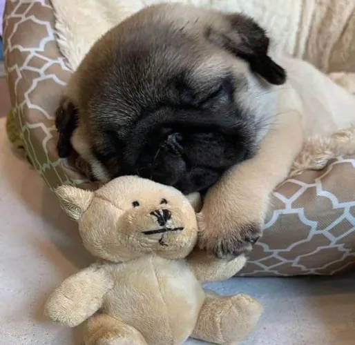 Filhote Pug, O rabinho mais feliz da cidade pode ser seu!